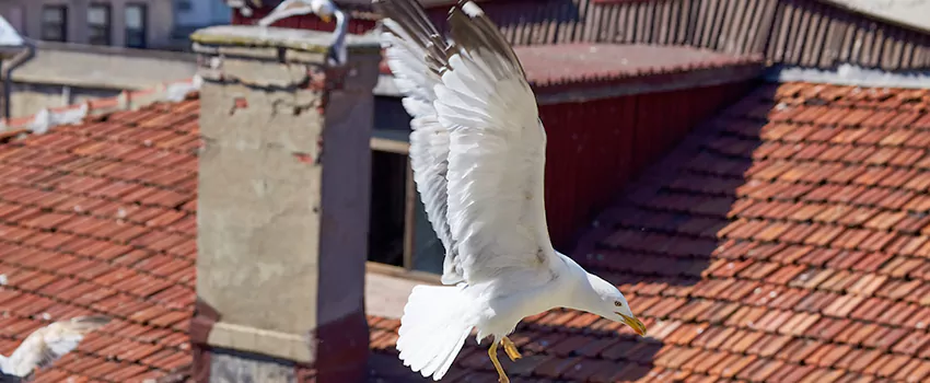 Residential Chimney Animal Removal Solution in Dearborn, MI